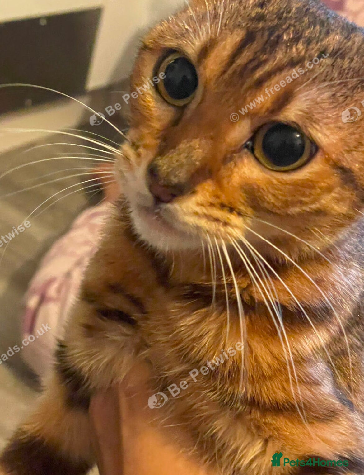 Mixed Breed cats Beautiful Bengal mix kitten 1 years tower hamlets  - Advert 1