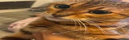 Mixed Breed cats for sale: Beautiful Bengal mix kitten 1 years tower hamlets  in London - Advert 1