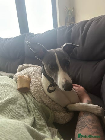 Whippet dogs - Advert 6