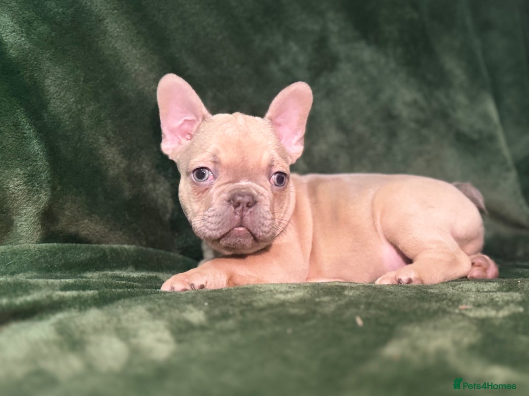 French Bulldog dogs for sale:  KC Registered French Bulldog Puppies - Advert 20