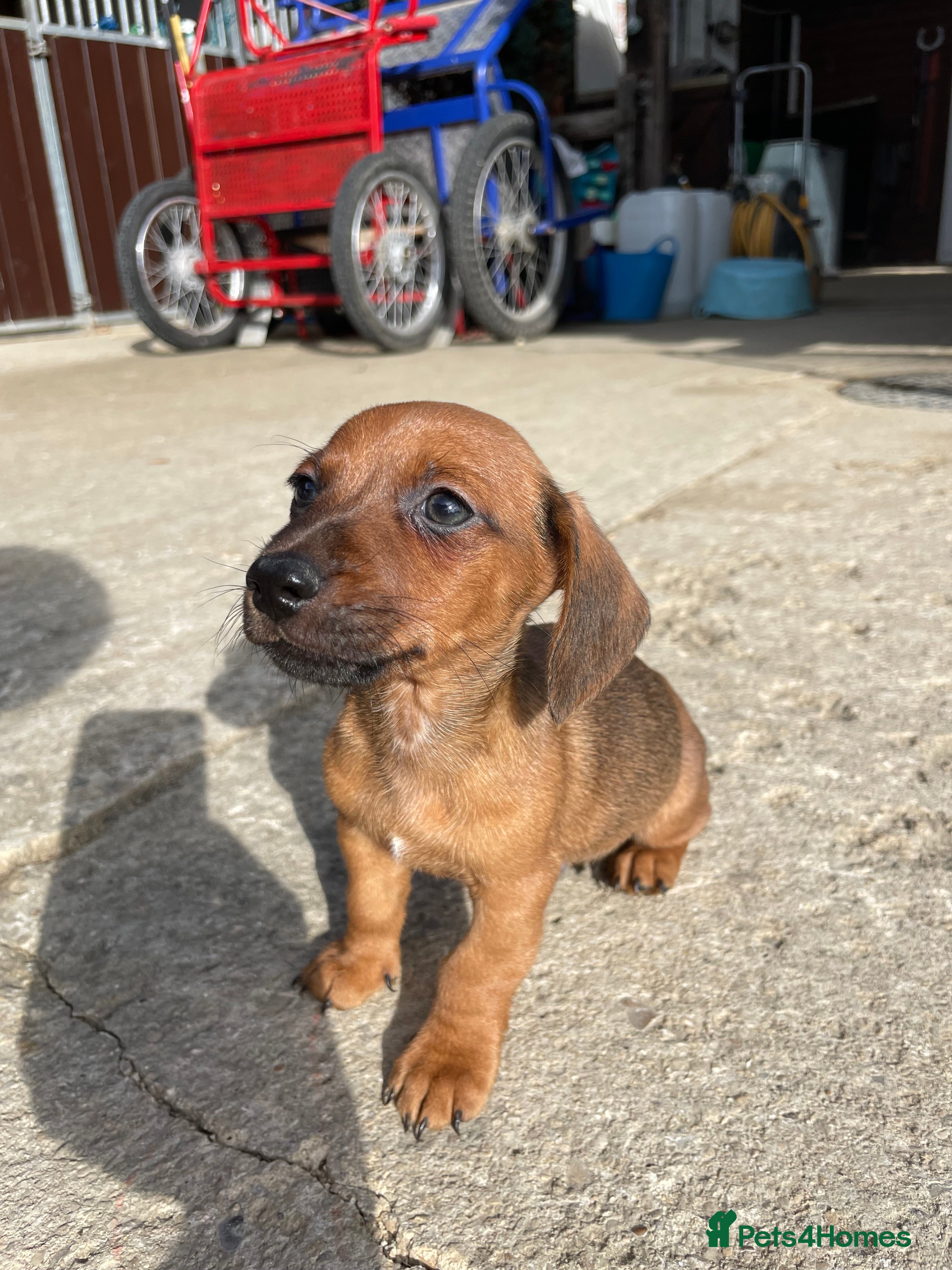 Jackshund dogs 8 beautiful miniature Jack Russell’s  - Advert 2