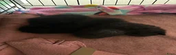 Mixed Breed cats for sale: Black kittens for sale - 2 boys & 1 girl  - Advert 9