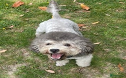 Toy Poodle dogs for sale: Silver Phantom Boy - Image 4
