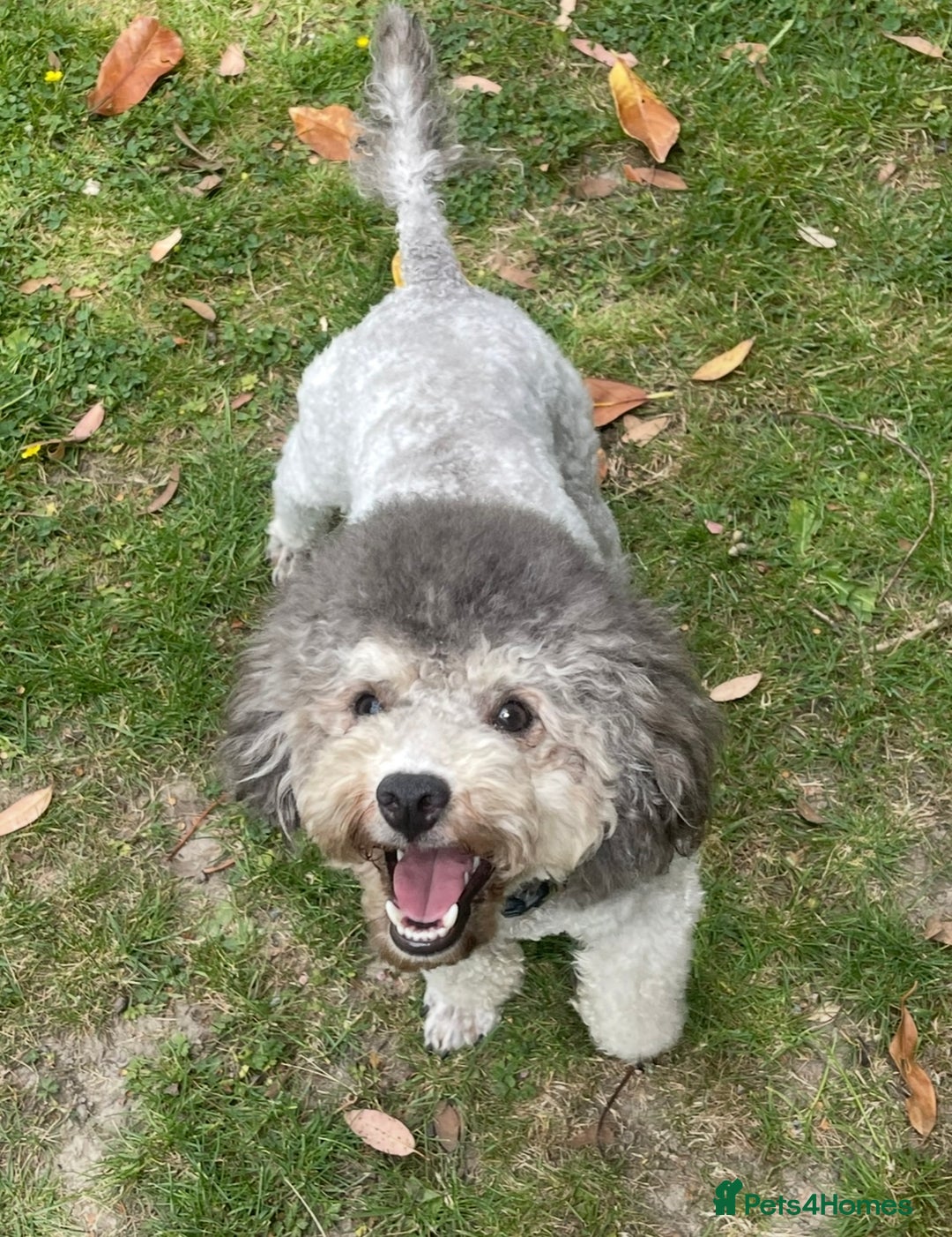Toy Poodle dogs for sale: Silver Phantom Boy - Image 4