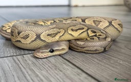 Python Snake reptiles for sale: Meet Mr Sprinkles - Image 9