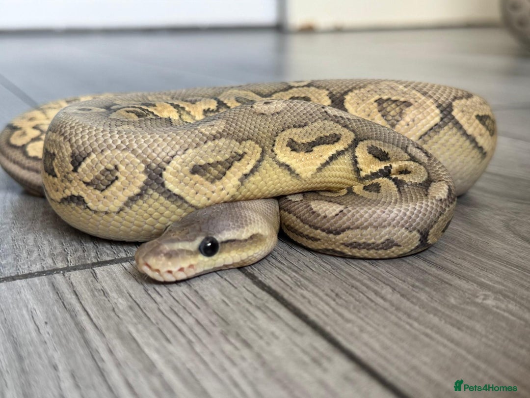 Python Snake reptiles for sale: Meet Mr Sprinkles - Image 9