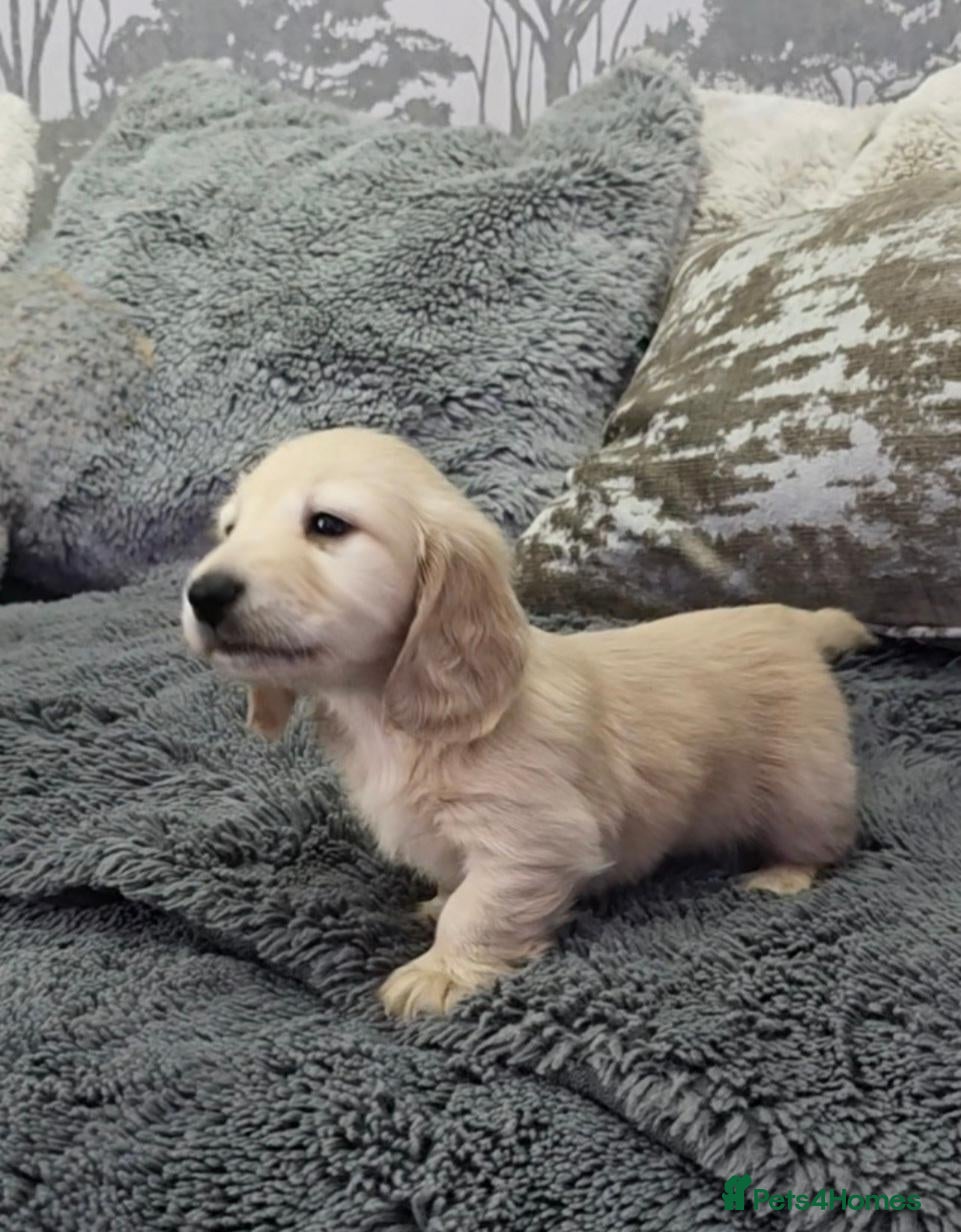 Miniature Dachshund dogs for sale: Clear cream miniature long-haired Dachshunds - Advert 2