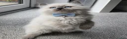 Siberian cats for sale: GCCF neva Champion bloodlines siberians - Advert 17