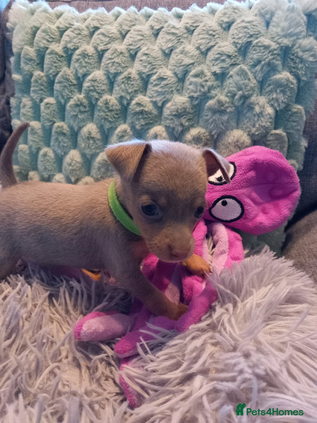 Miniature Pinscher dogs for sale: KC Reg Mini Pins, 2 remaining (READY TO LEAVE NOW) - Advert 14