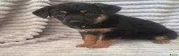Mixed Breed dogs for sale: German shepherd x rottweiler puppies  in Brierley Hill - Advert 11