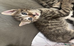 Domestic Shorthair cats for sale: Beautiful shorthair mixed colour kittens  - Image 18