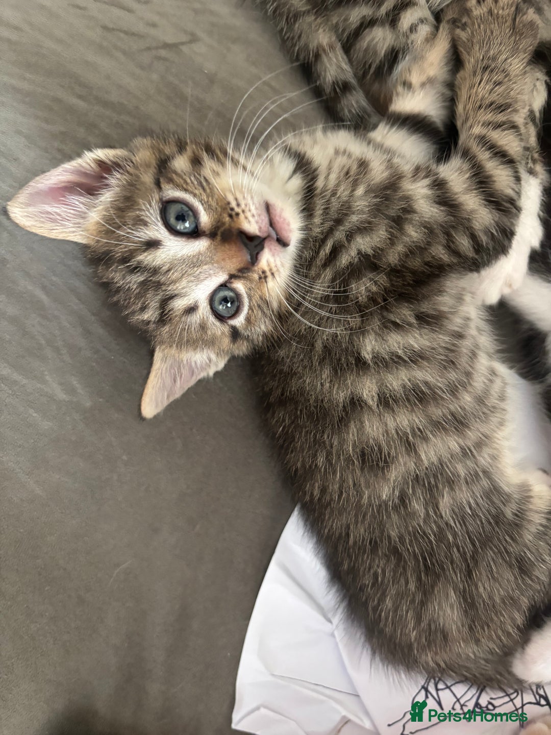 Domestic Shorthair cats for sale: Beautiful shorthair mixed colour kittens  - Image 18
