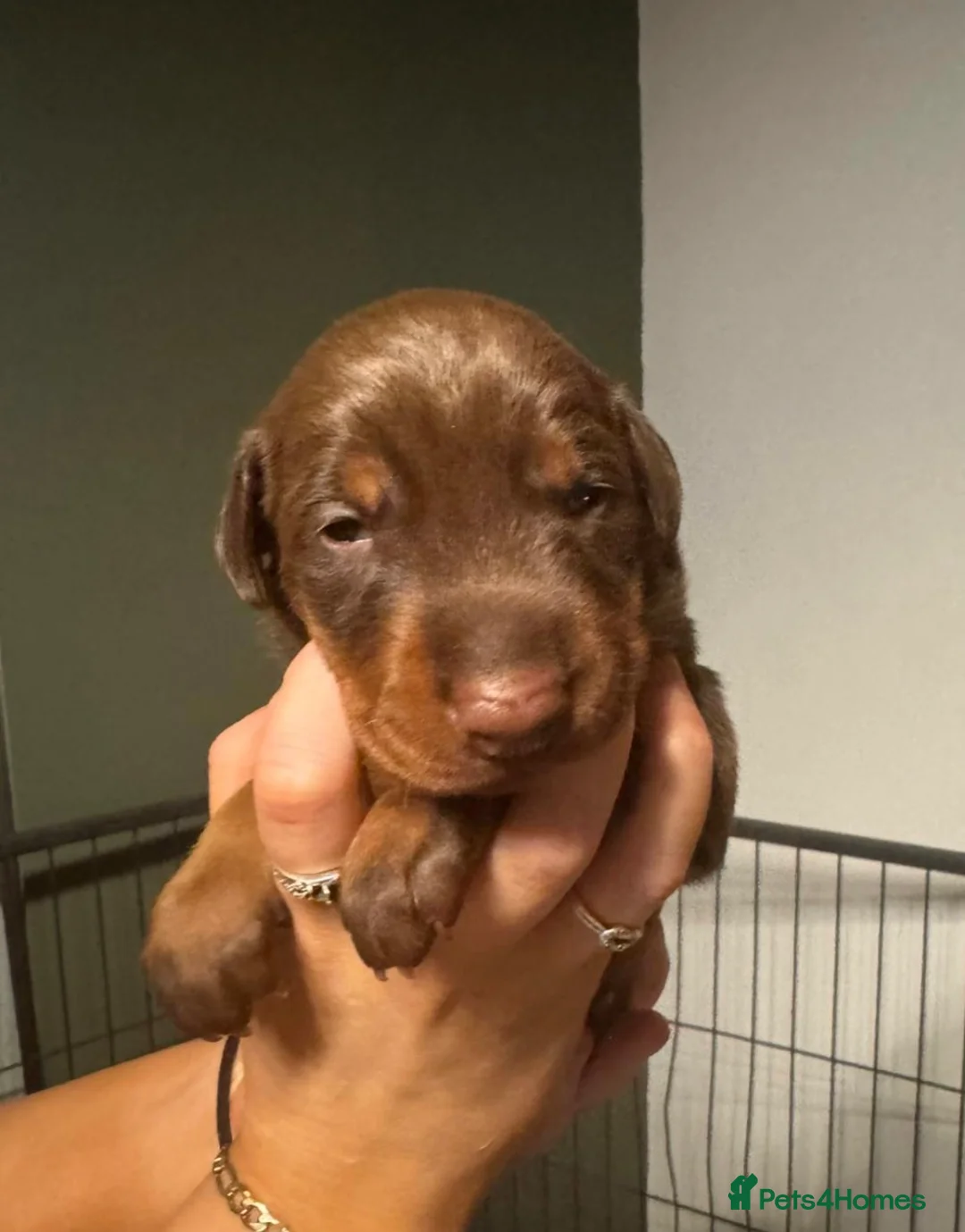 Dobermann dogs for sale: Chocolate & Isabella Doberman puppies for sale  - Advert 18