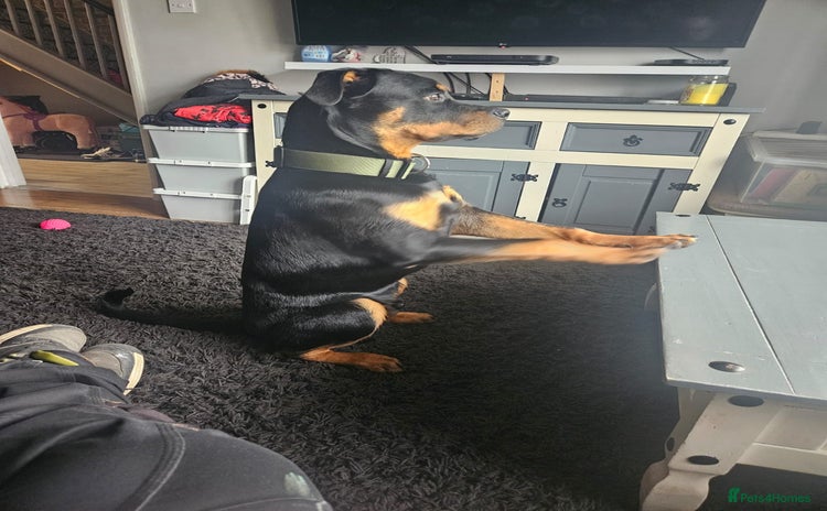 Rottweiler dogs Rottweiler  in Hemel Hempstead - Advert 16