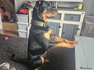 Rottweiler dogs for sale: Rottweiler in Hemel Hempstead - Advert 1