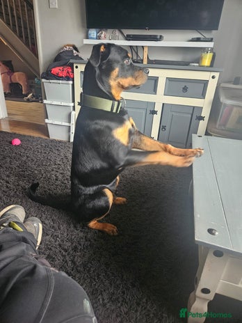 Rottweiler dogs Rottweiler in Hemel Hempstead - Advert 16