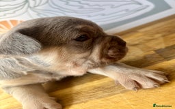 French Bulldog dogs for sale: ONE FEMALE LEFT -gorgeous grey French Bulldogs - Image 24