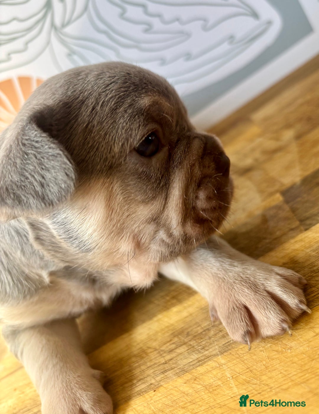 French Bulldog dogs for sale: ONE FEMALE LEFT -gorgeous grey French Bulldogs - Image 24