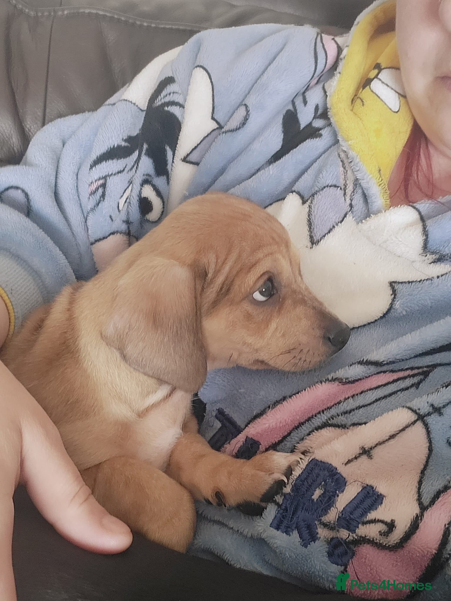 Chiweenie dogs 1 BOY LEFT READYbeautiful puppy's boys and 2 girls - Advert 1