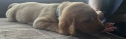 Labrador Retriever dogs for sale: Fox red labrador puppies KC Registered - Advert 12