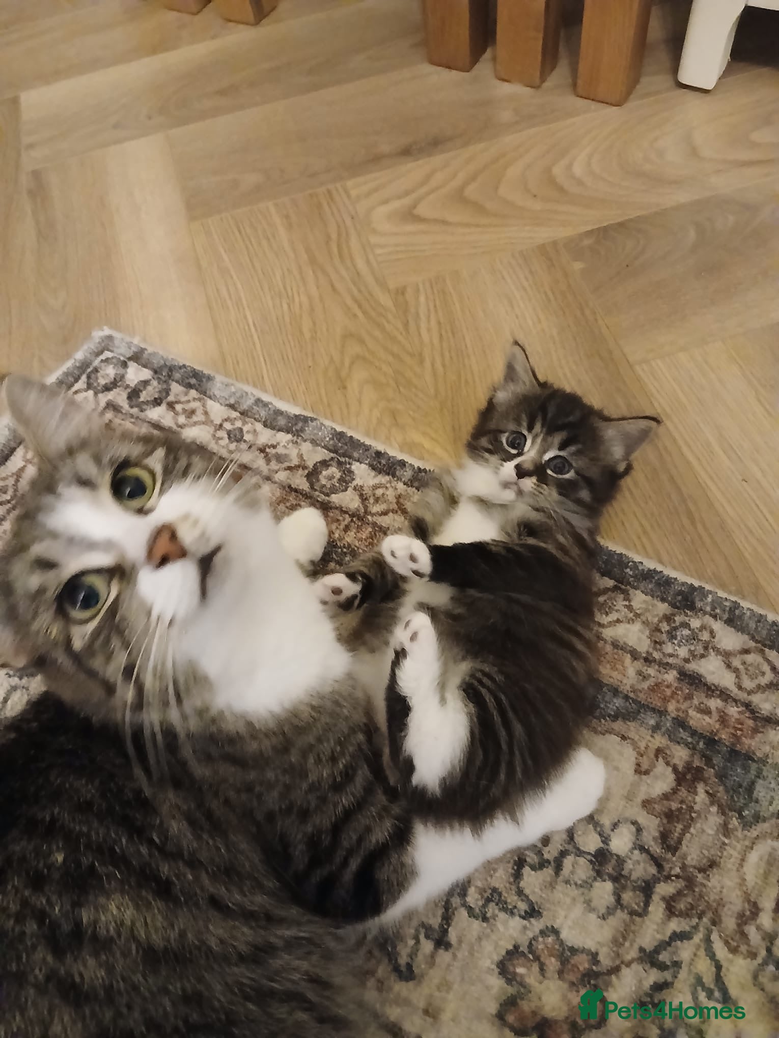 Mixed Breed cats Mixed Maine Coon x Tabby kittens - Advert 2