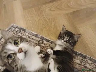 Mixed Breed cats Mixed Maine Coon x Tabby kittens - Advert 2