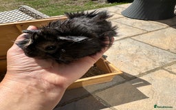 Guinea Pig rodents for sale: Funky haired male guinea pigs. - Image 7