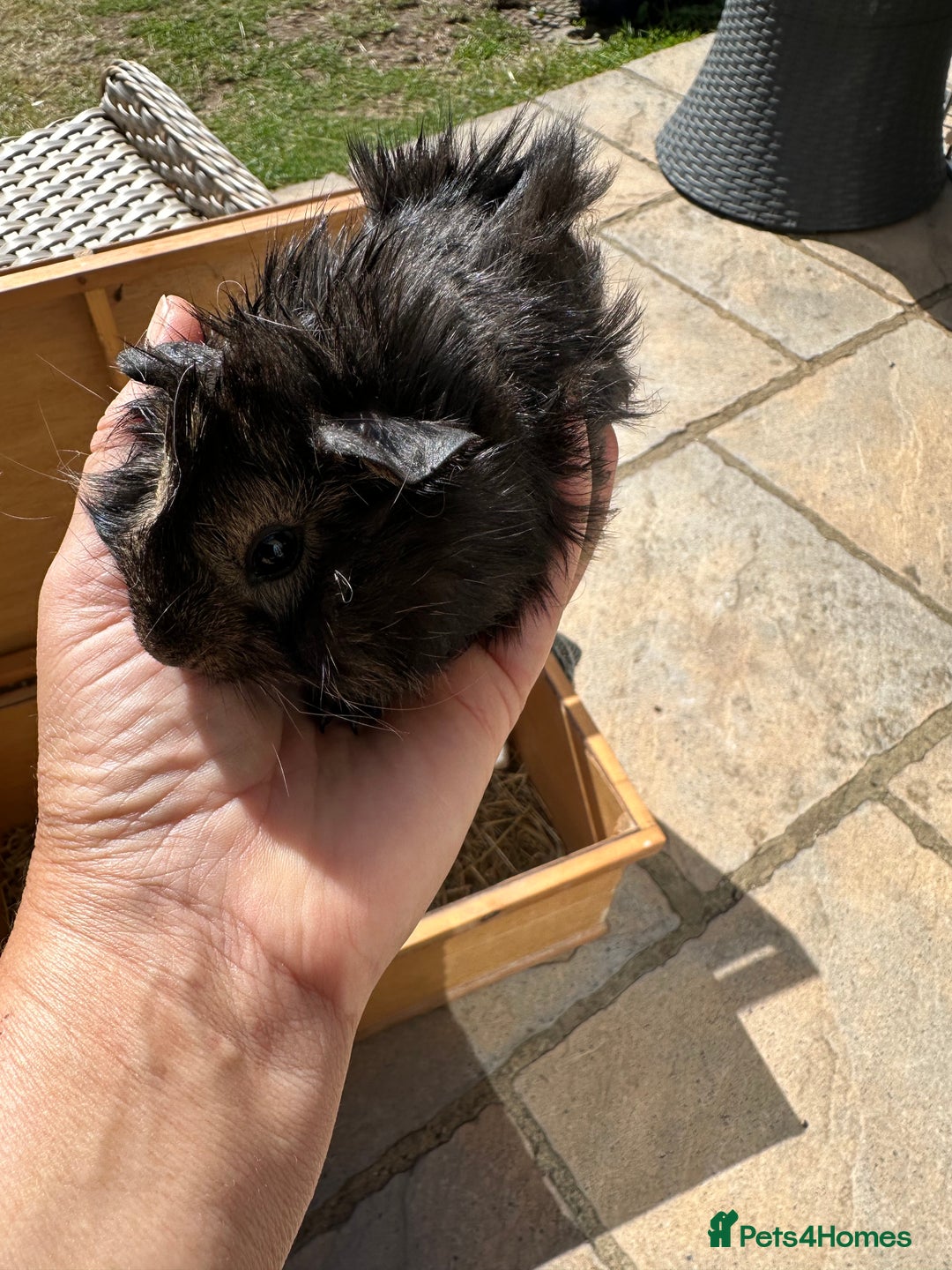 Guinea Pig rodents for sale: Funky haired male guinea pigs. - Image 7