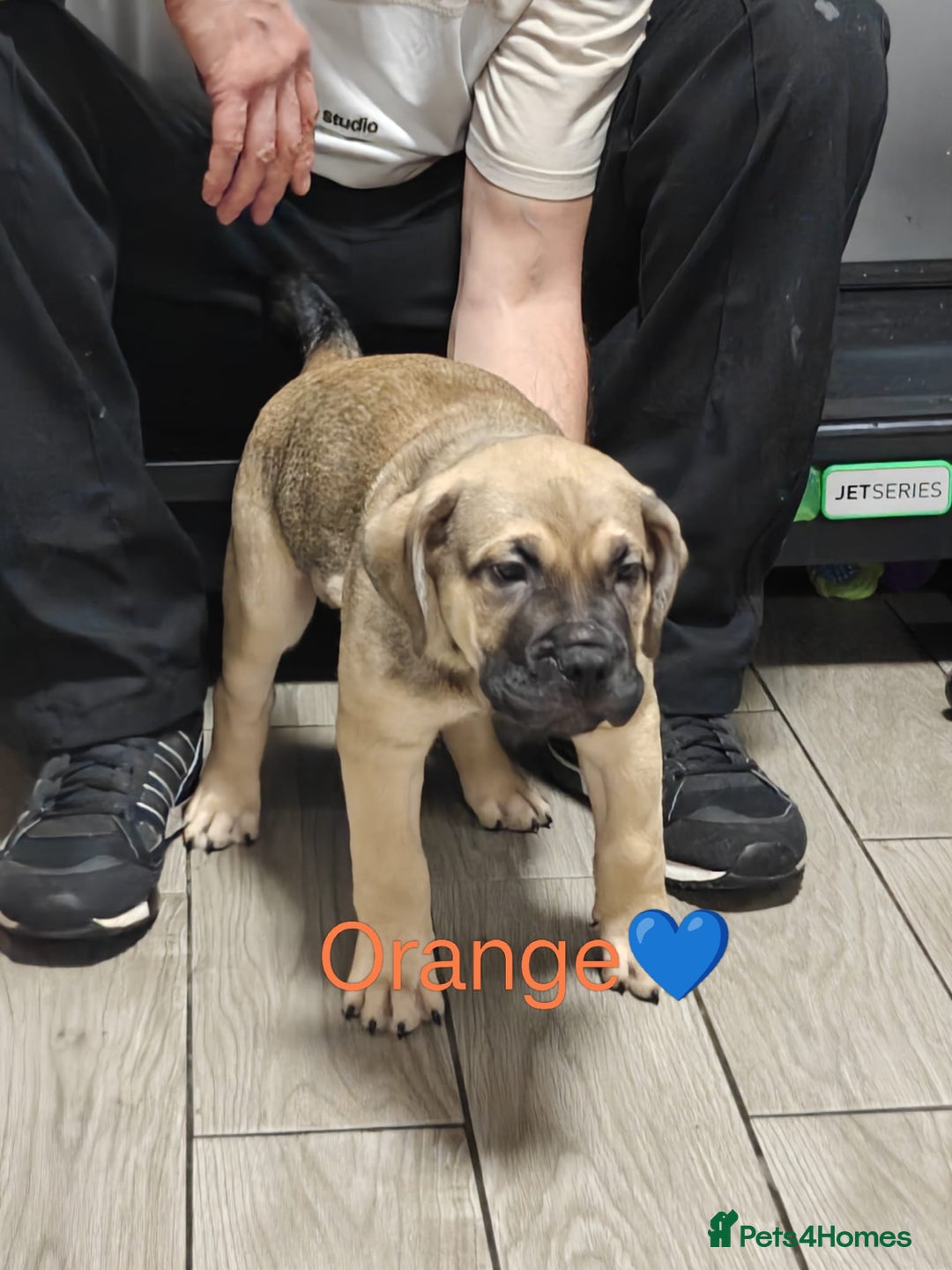 Mixed Breed dogs for sale: Puppies for sale - Advert 2