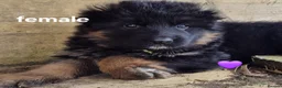 German Shepherd dogs for sale: Stunning KC reg long coat German shepherd puppies  - Advert 11