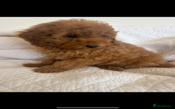 Labradoodle dogs for sale: LICENSED BREEDER extra mini tested labradoodles - Image 5