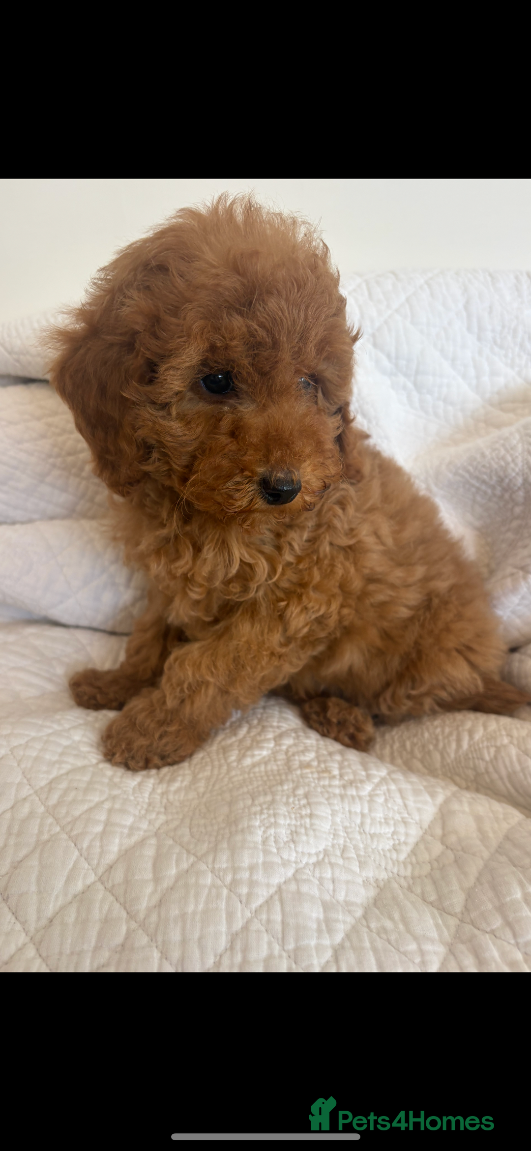 Labradoodle dogs for sale: LICENSED BREEDER extra mini tested labradoodles - Image 5