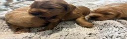 Mixed Breed dogs for sale: Cavapoo x cockapoo  - Advert 13