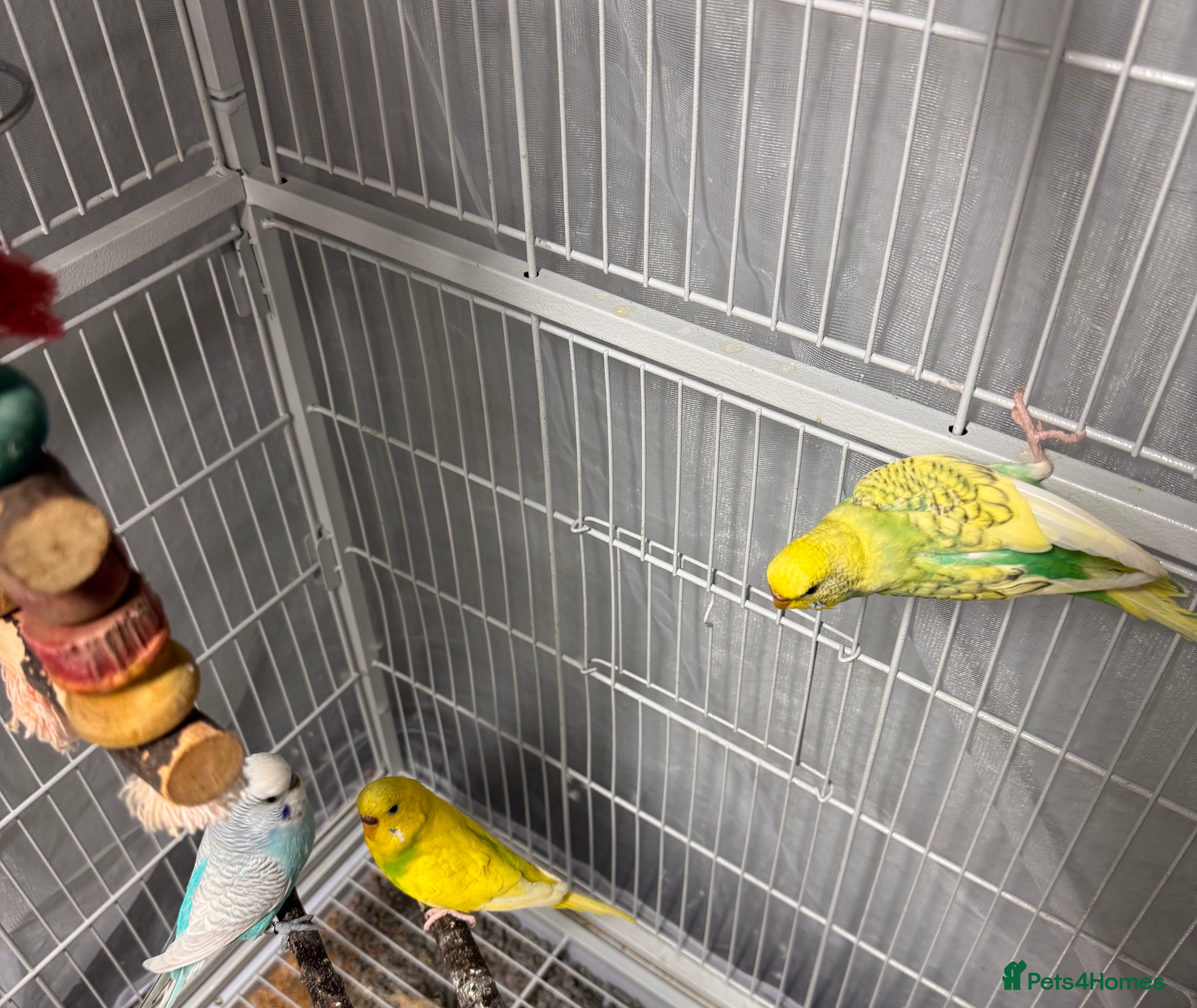 Budgerigars birds 6 Budgies - Advert 2