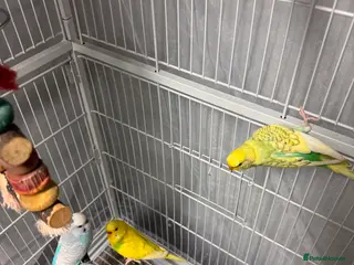 Budgerigars birds 6 Budgies - Advert 2