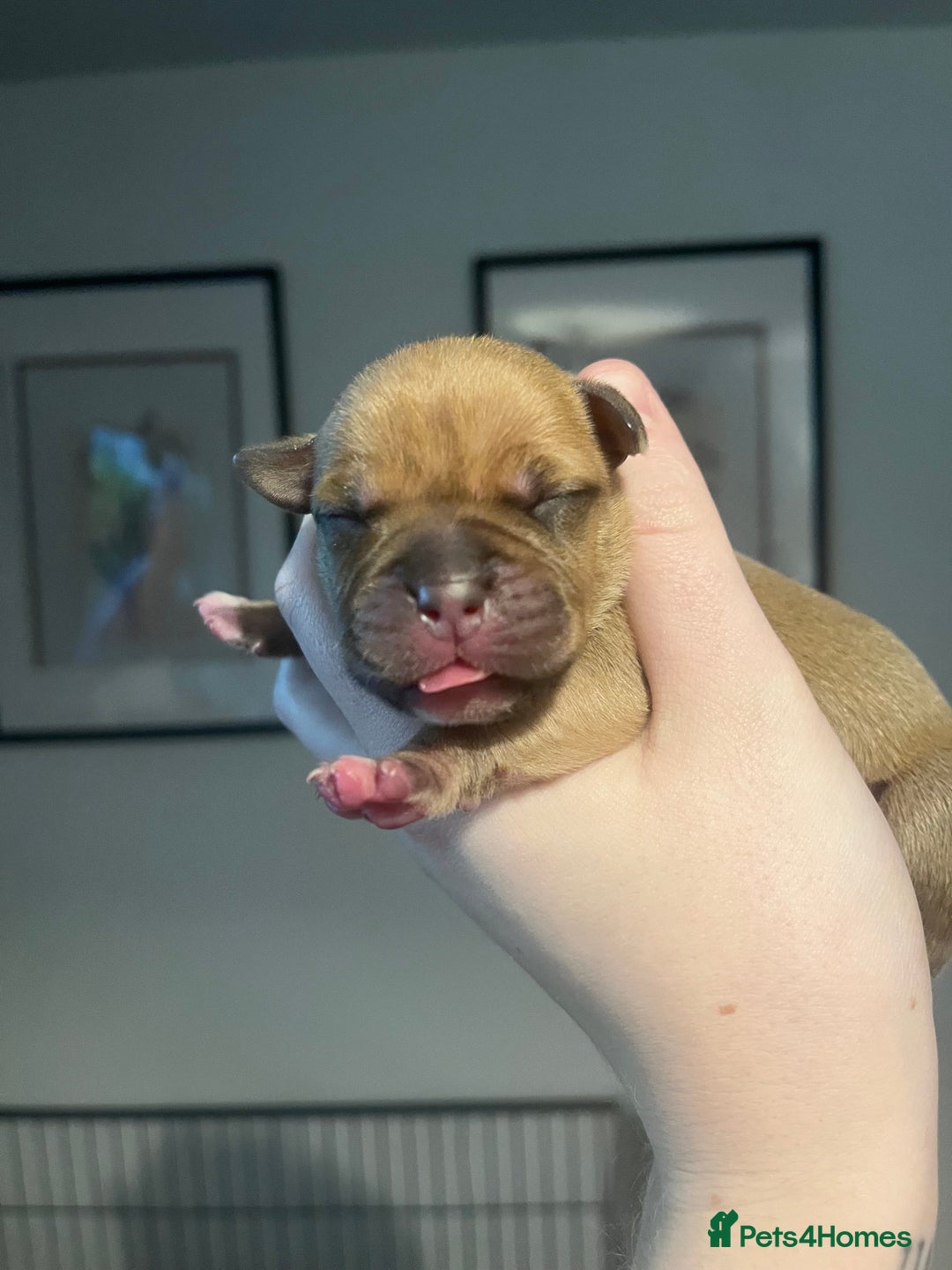 Staffordshire Bull Terrier dogs for sale: Red staffy pups  - Advert 11