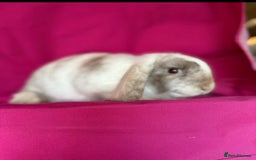 Mini Lop rabbits for sale: Beloved mini lops looking for new homes  - Image 9