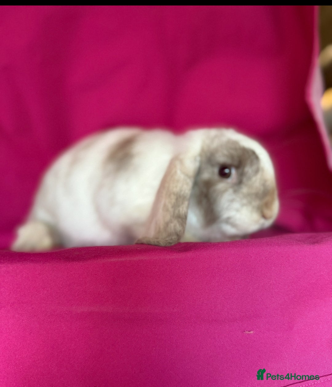 Mini Lop rabbits for sale: Beloved mini lops looking for new homes  - Image 9