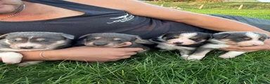 Mixed Breed 2