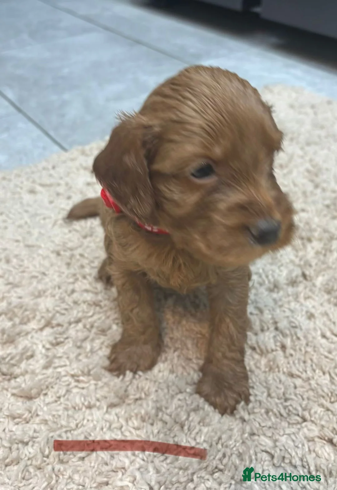 Cockapoo dogs for sale: Beautiful f1 red cockerpoos - Advert 12