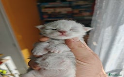 Maine Coon cats for sale: Shaded and Shell Maine Coon kittens - Image 4