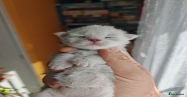 Maine Coon cats - Advert 6