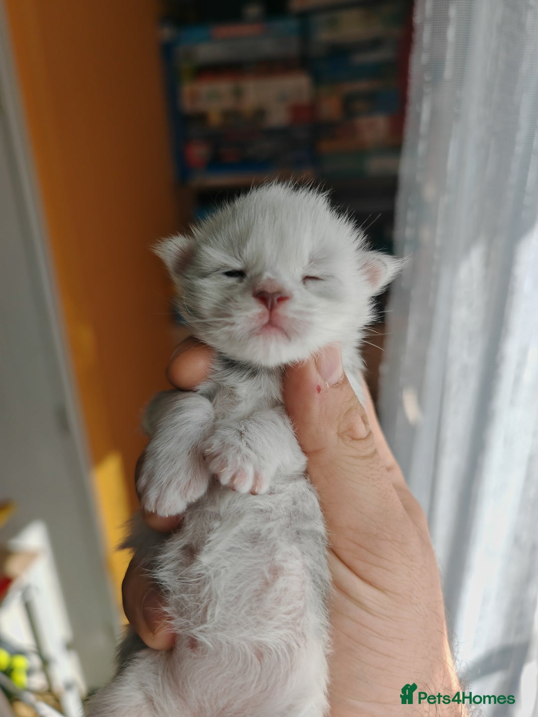 Maine Coon cats for sale: Shaded and Shell Maine Coon kittens - Image 4