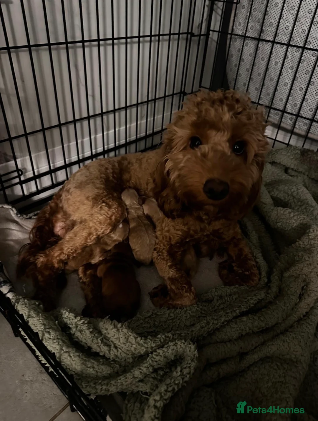 Cockapoo dogs for sale: Cockapoo in Chepstow - Advert 8