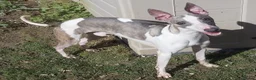Whippet dogs for sale: Blue whippet puppies 💙 - Advert 4