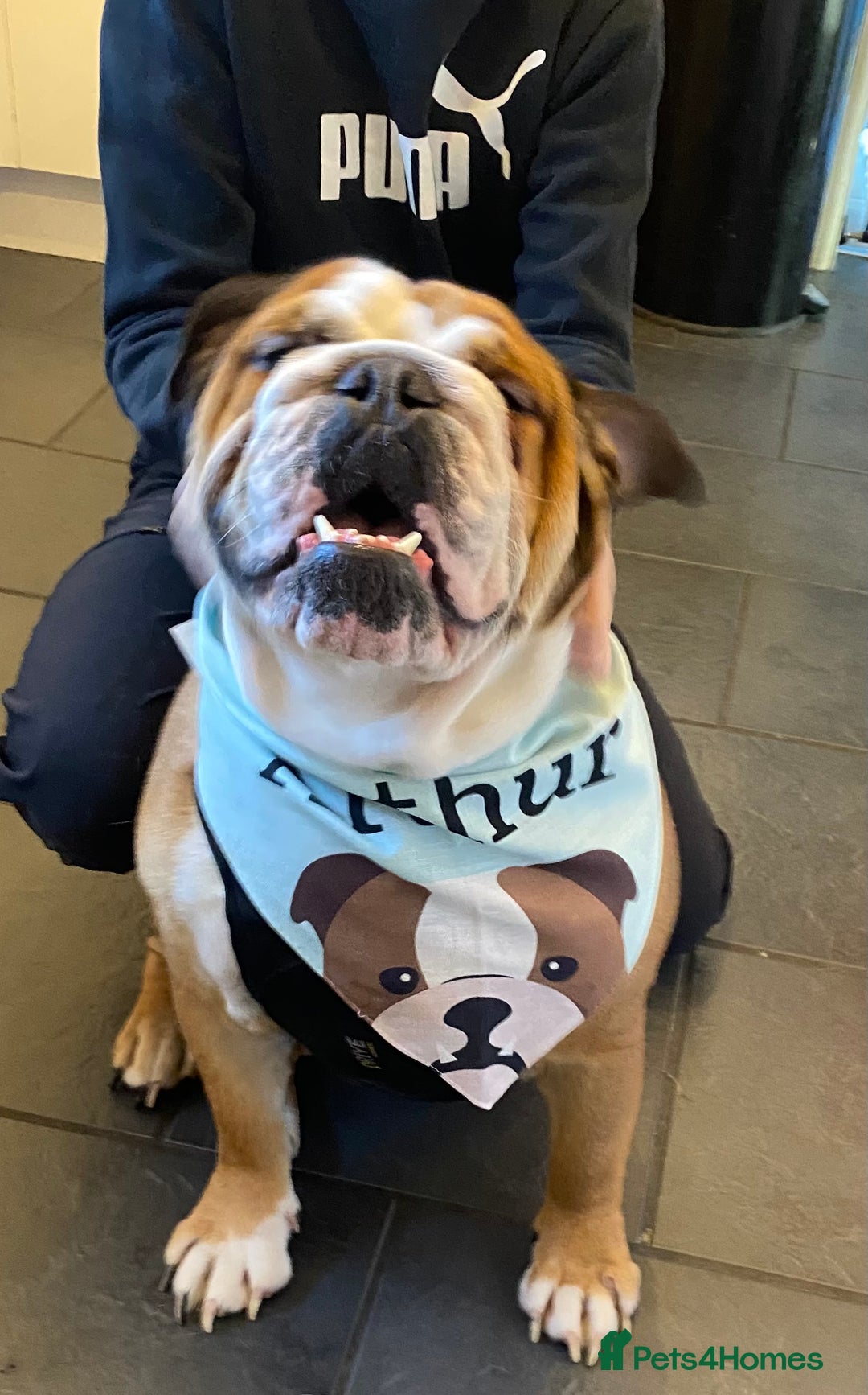 English Bulldog dogs for sale: English bulldog male - Image 6