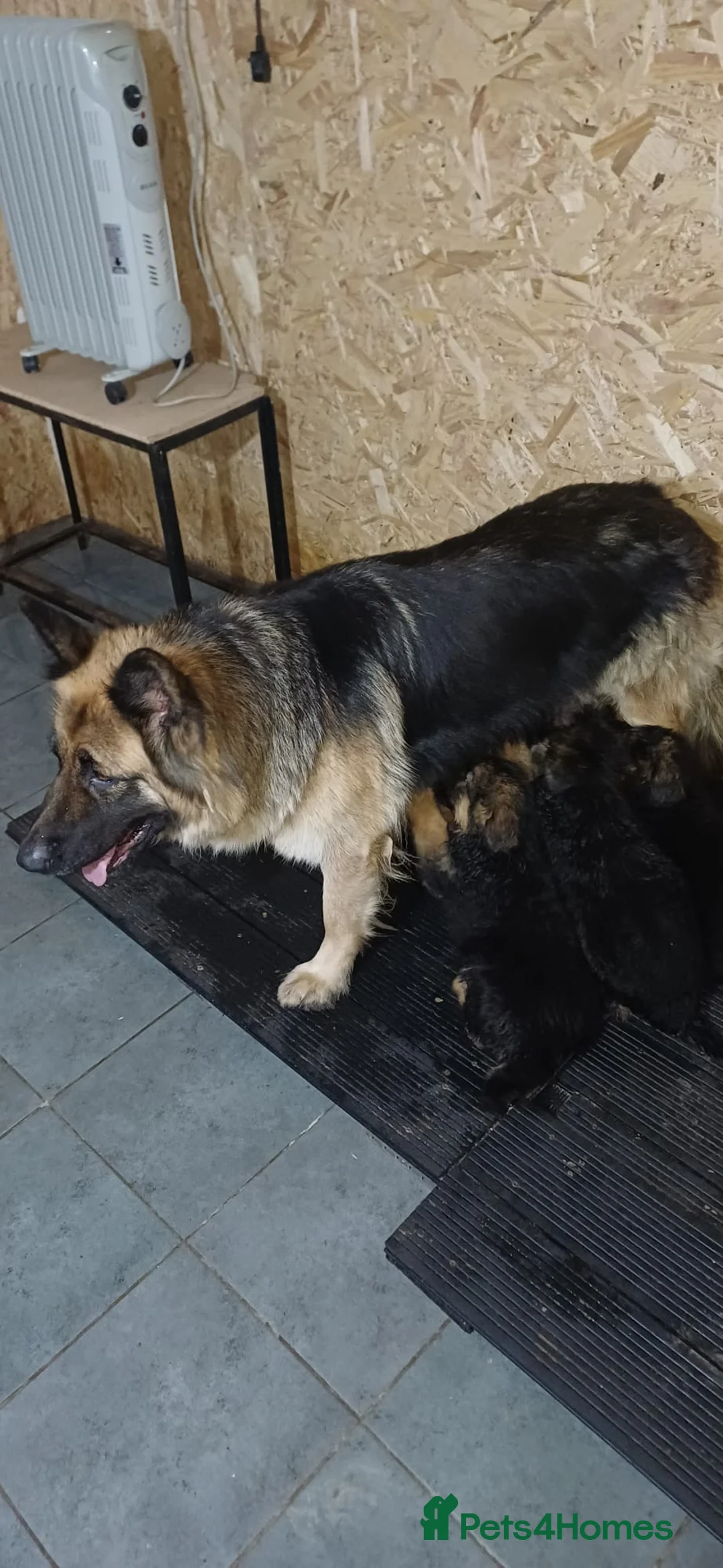 German Shepherd dogs for sale: Long-haired German sheperd puppies - Advert 6
