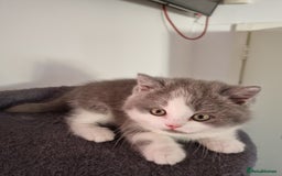 British Shorthair cats for sale: 4 Sweet PEDIGREE kittens - Image 18