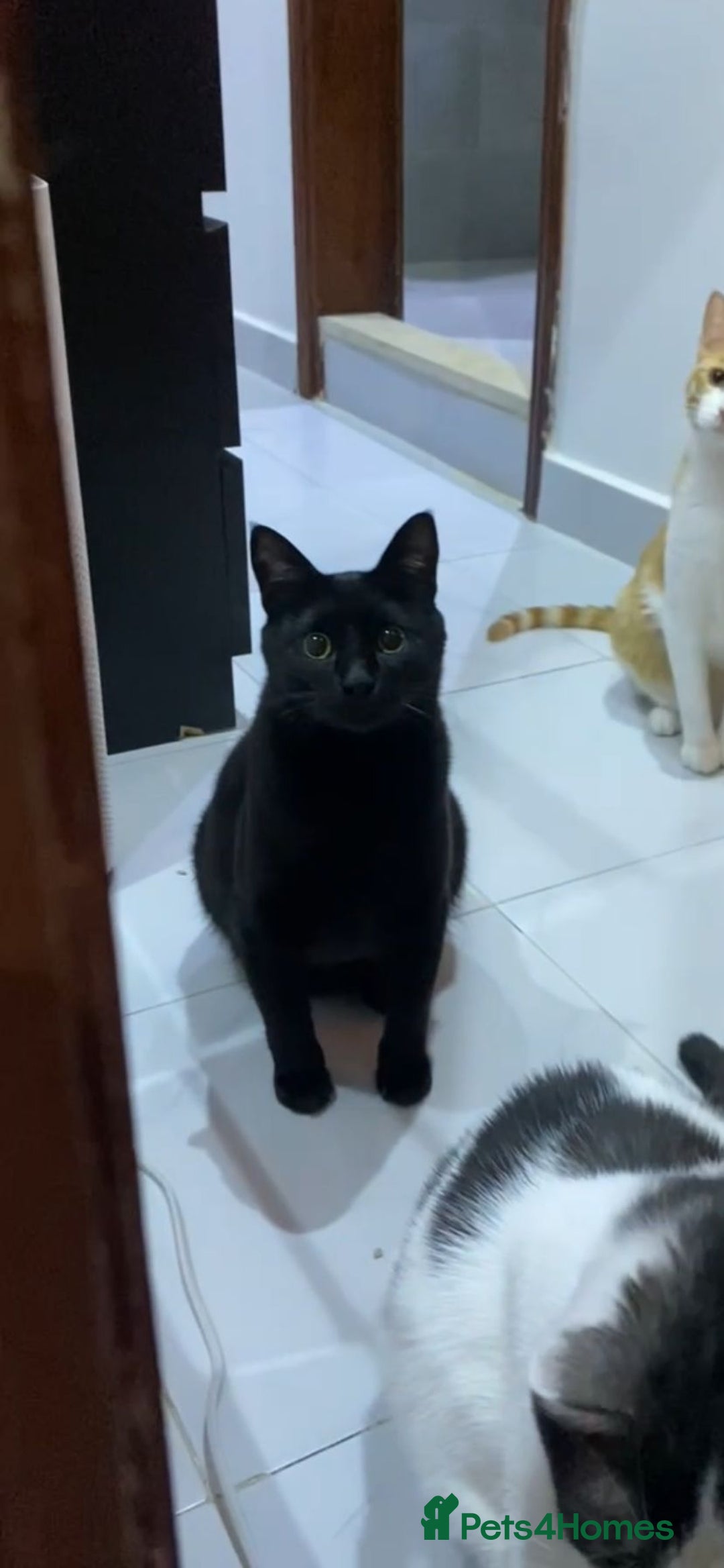 Arabian Mau cats for sale: Beautiful Zorro ❤️ - Advert 2