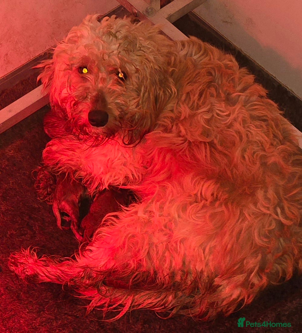 Goldendoodle dogs 7 outstanding goldendoodle  - Advert 12